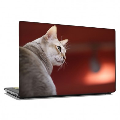 Наклейка на ноутбук - Singapura Cat Наклейка на ноутбук - Singapura Cat