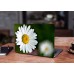 Наклейка на ноутбук - Oxeye Daisys