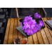 Наклейка на ноутбук - Purple Phlox
