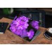 Наклейка на ноутбук - Purple Phlox